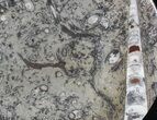 -/ Fossil Orthoceras & Goniatite Plate - Stoneware #40540-1